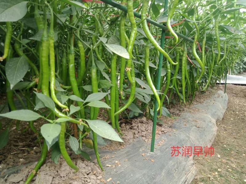 苏润加长八号线椒种子早帅挂果能力里强基地专用品种种子
