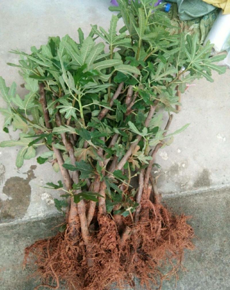 波姬红无花果苗蜜甜皮薄美味好吃营养果当年种当年结果