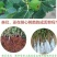 波姬红无花果苗蜜甜皮薄美味好吃营养果当年种当年结果