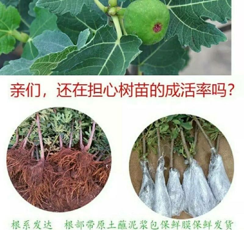 波姬红无花果苗蜜甜皮薄美味好吃营养果当年种当年结果