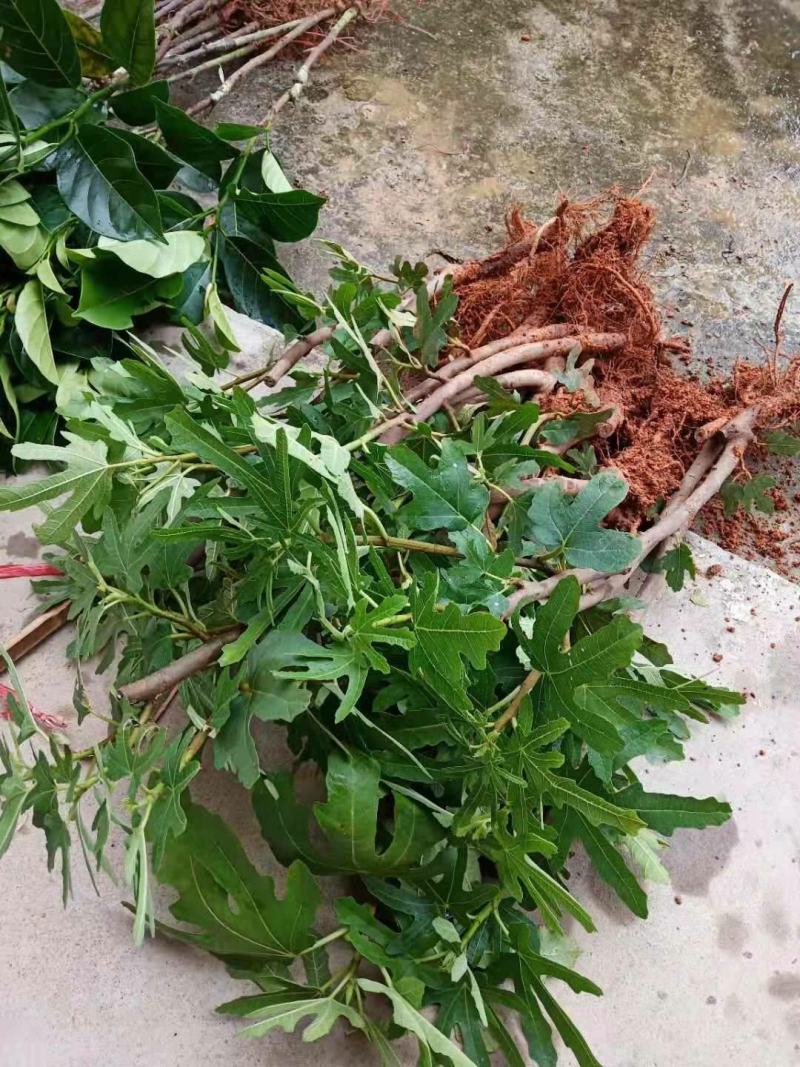 波姬红无花果苗蜜甜皮薄美味好吃营养果当年种当年结果