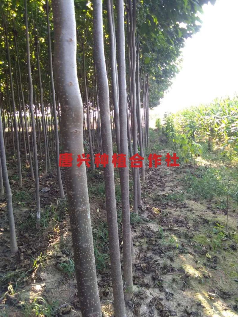 出各种规格楸树苗木