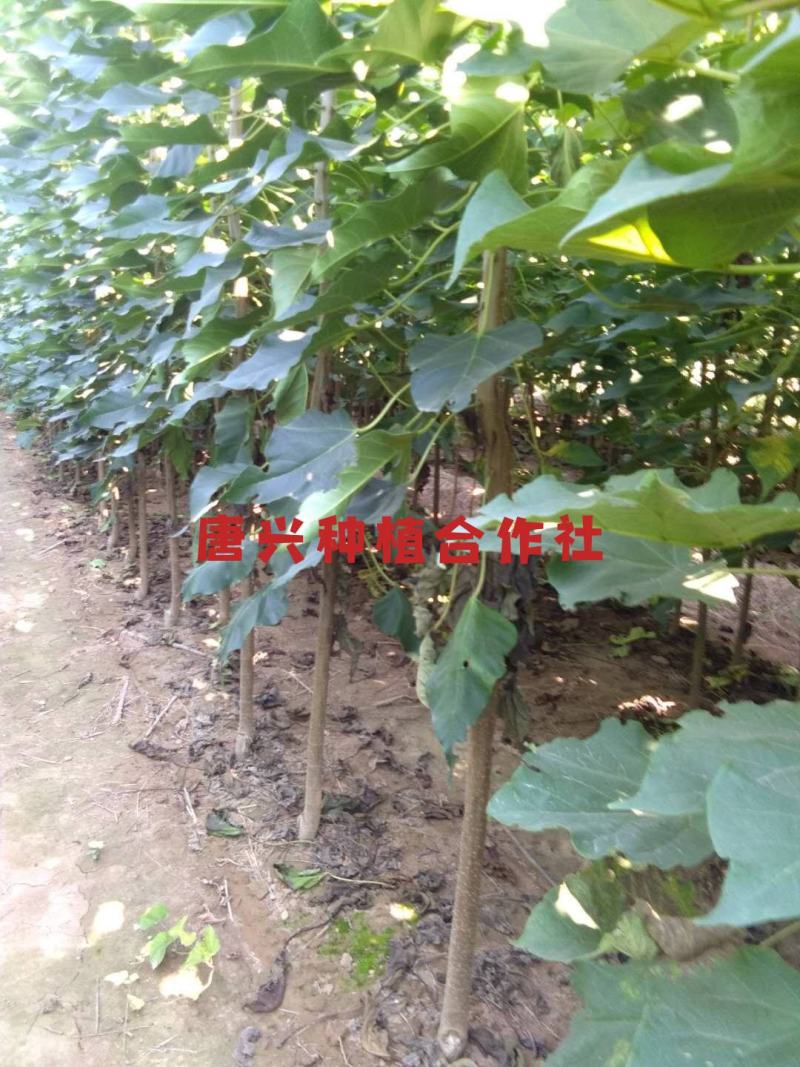 出各种规格楸树苗木