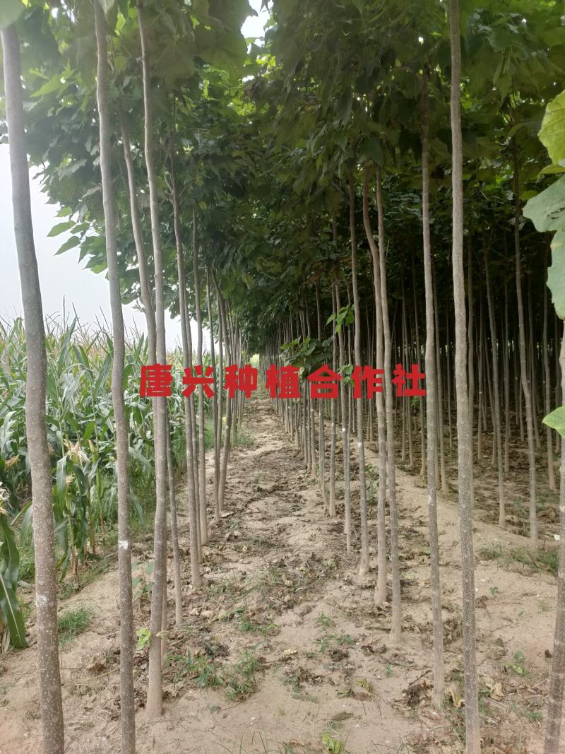 出各种规格楸树苗木