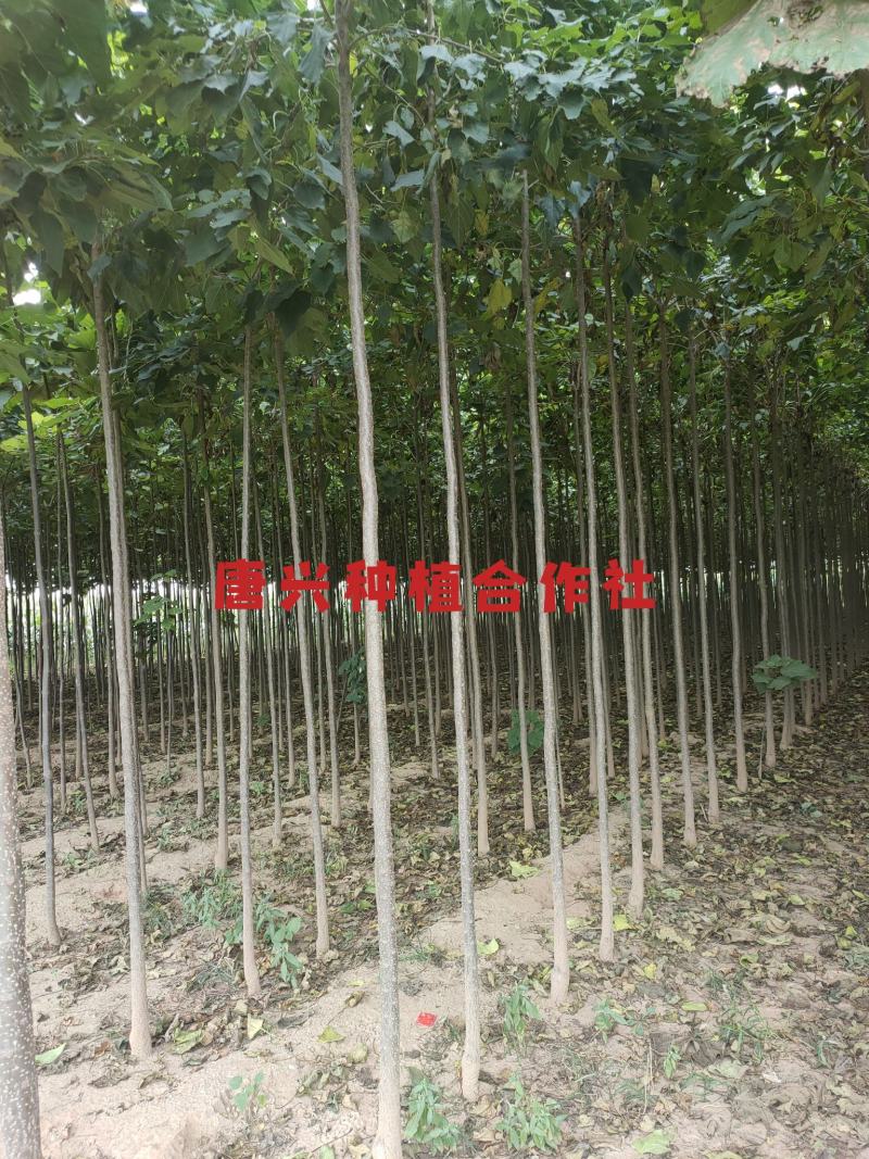 出各种规格楸树苗木