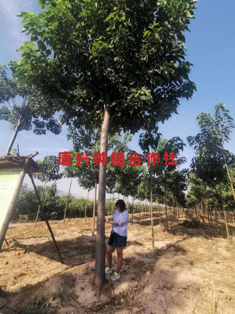出各种规格楸树苗木