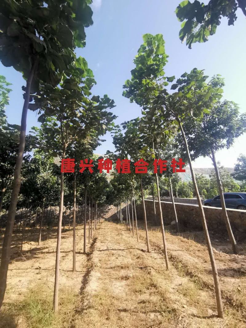 出各种规格楸树苗木