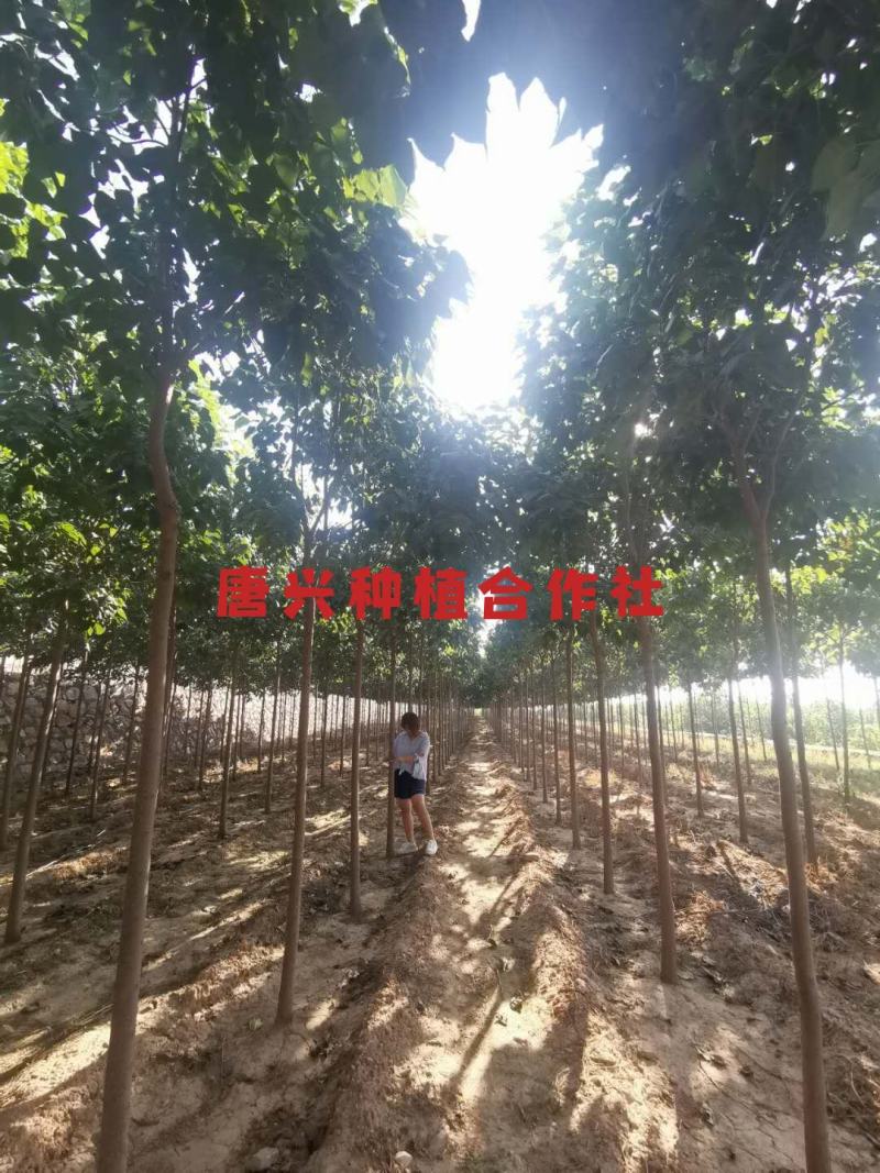 出各种规格楸树苗木