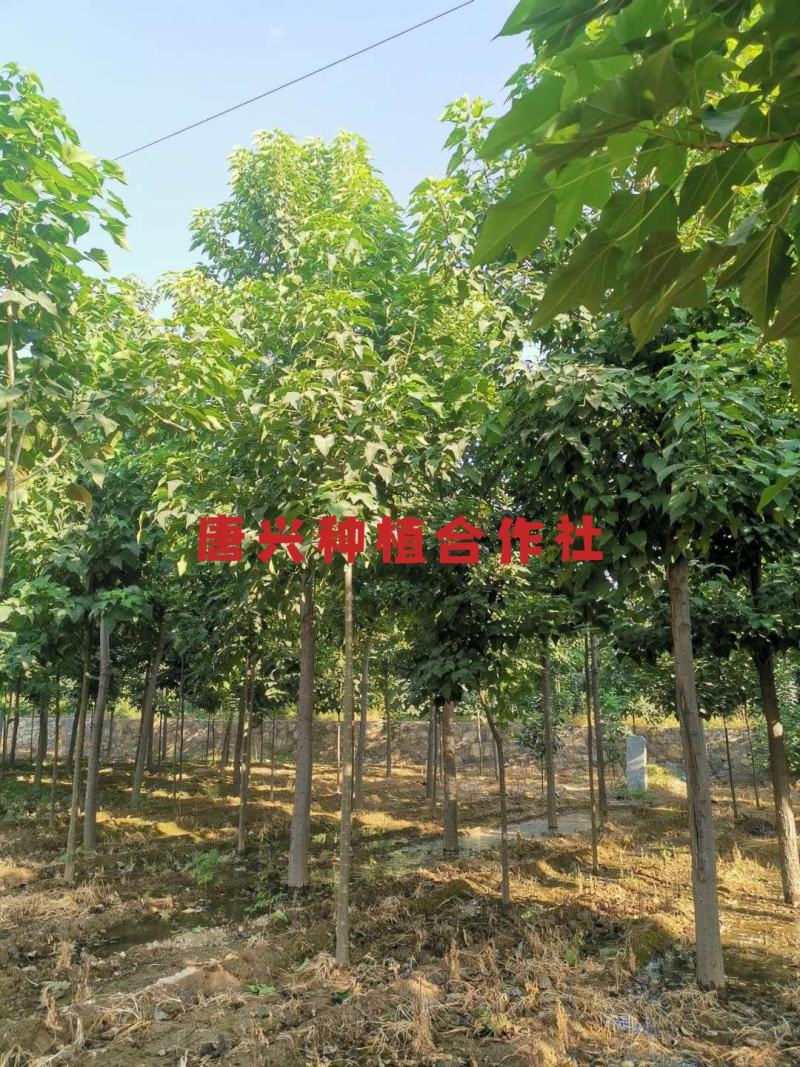 出各种规格楸树苗木