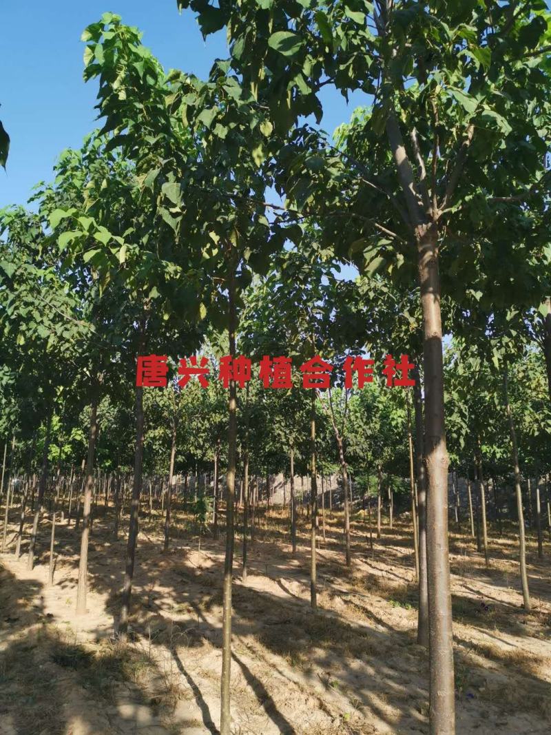 出各种规格楸树苗木
