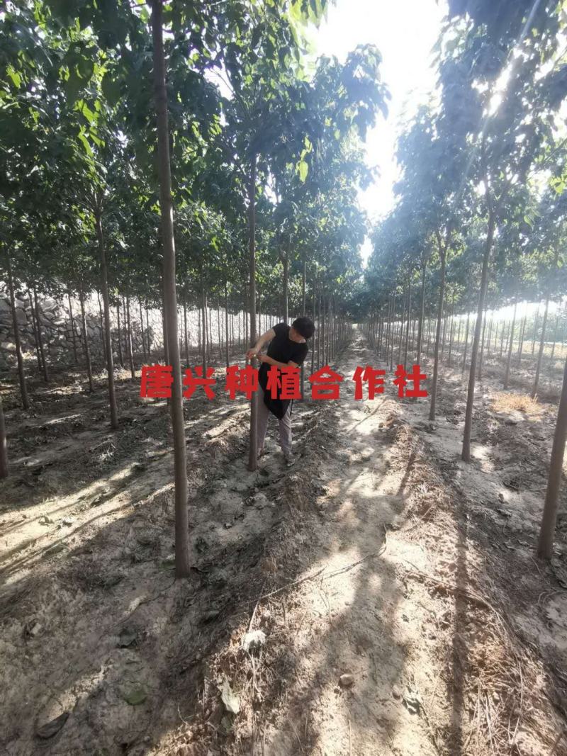 出各种规格楸树苗木