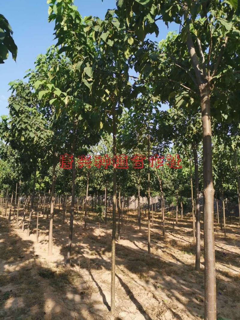 出各种规格楸树苗木