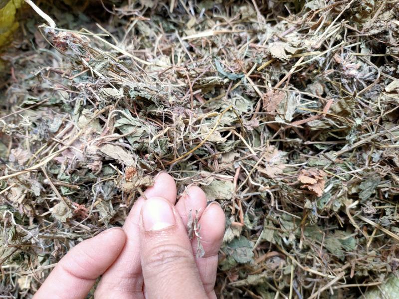 中药材野生蛇莓蛇莓草龙吐珠地莓三叶莓新货