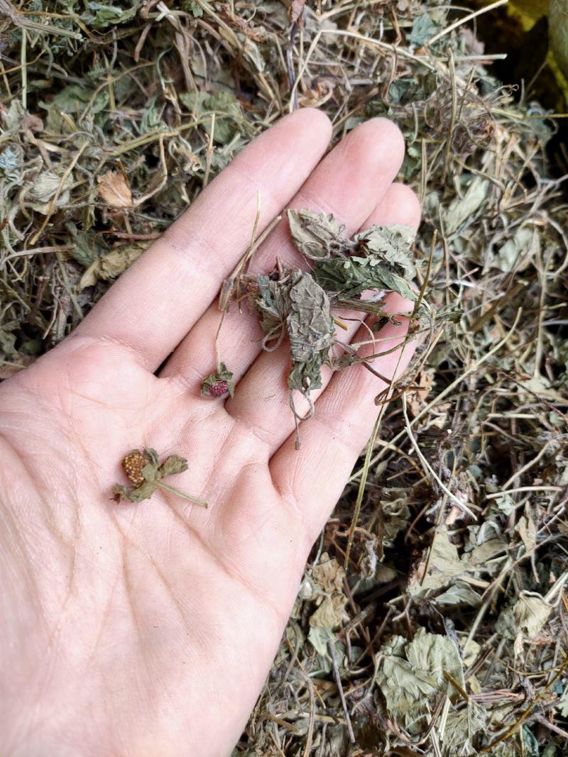 中药材野生蛇莓蛇莓草龙吐珠地莓三叶莓新货
