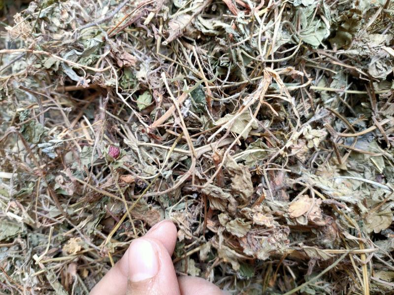 中药材野生蛇莓蛇莓草龙吐珠地莓三叶莓新货