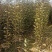 鸡心果苗龙丰123个种苗