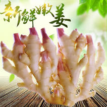 黄姜红牙姜山东寿光3-5斤一件代发包邮