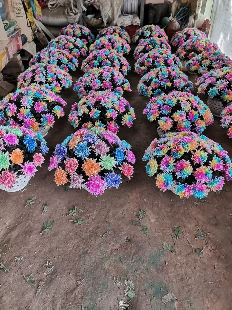 菊花艺菊菊展用花