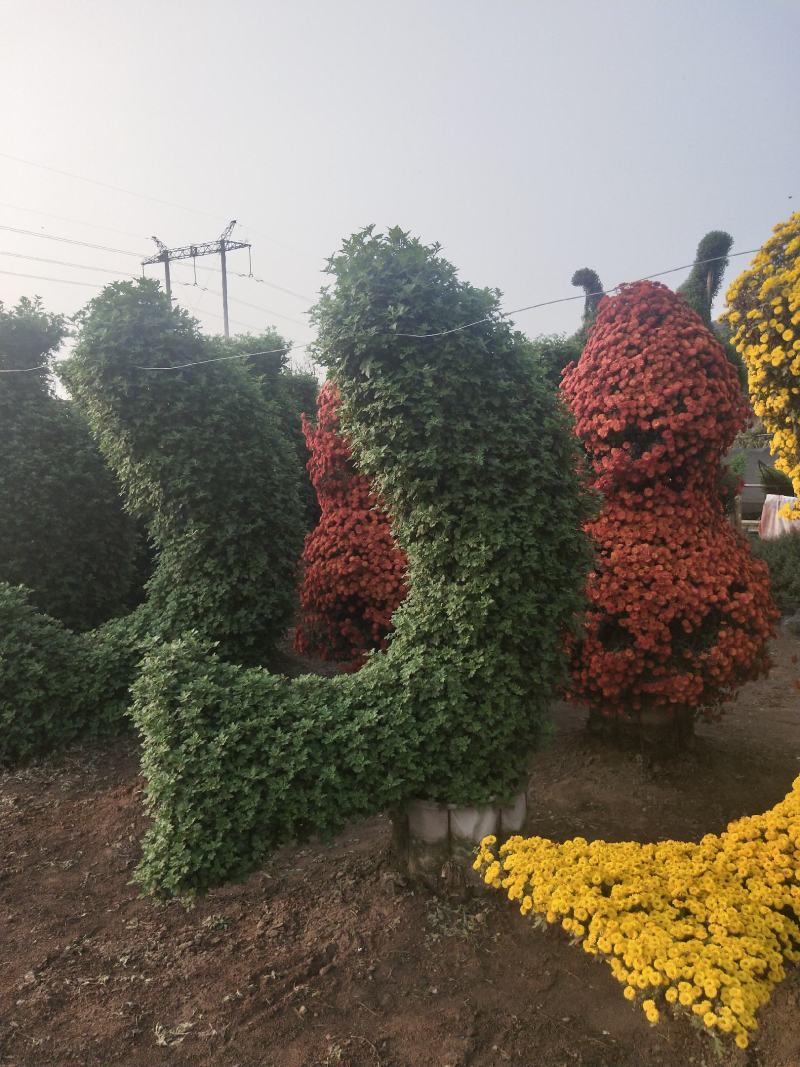菊花艺菊菊展用花