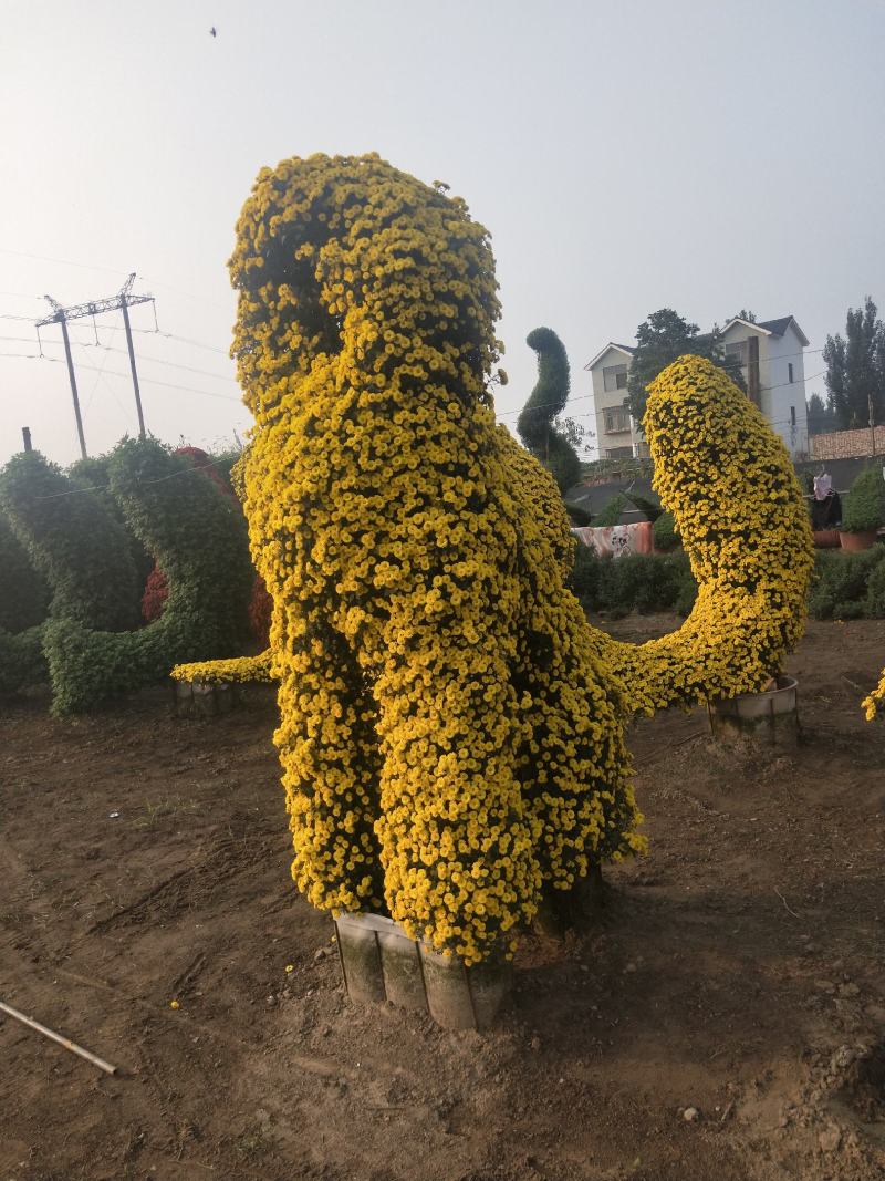 菊花艺菊菊展用花