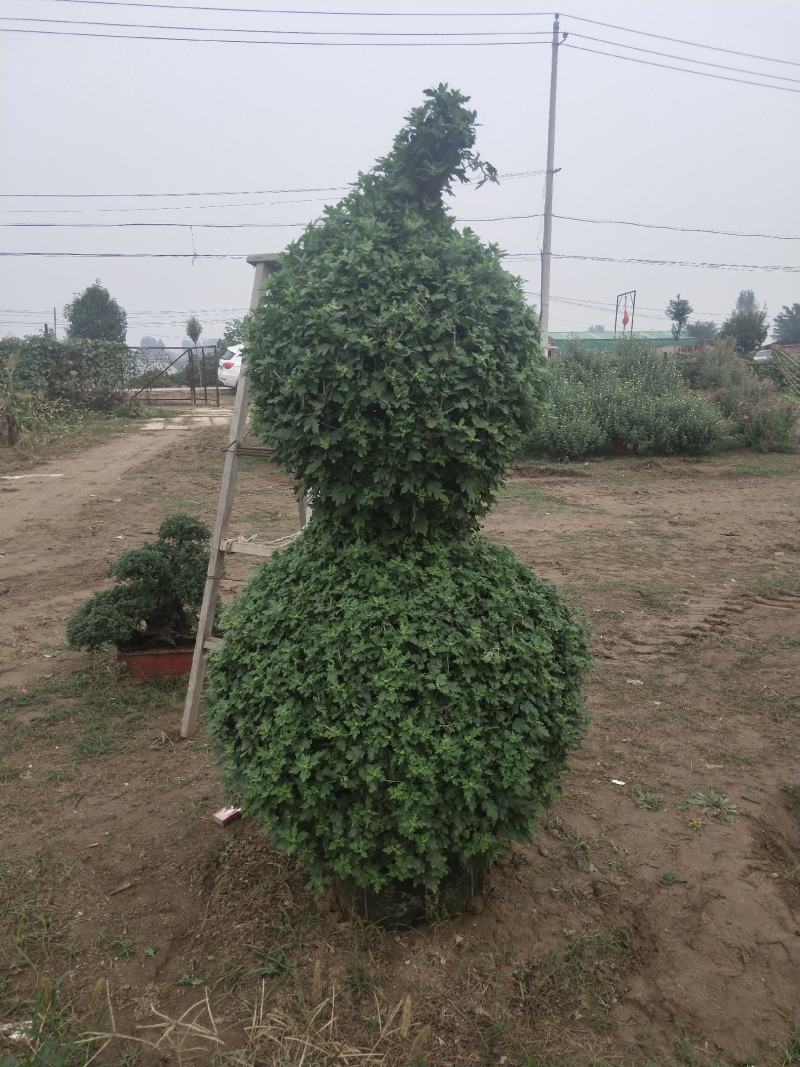 菊花艺菊菊展用花