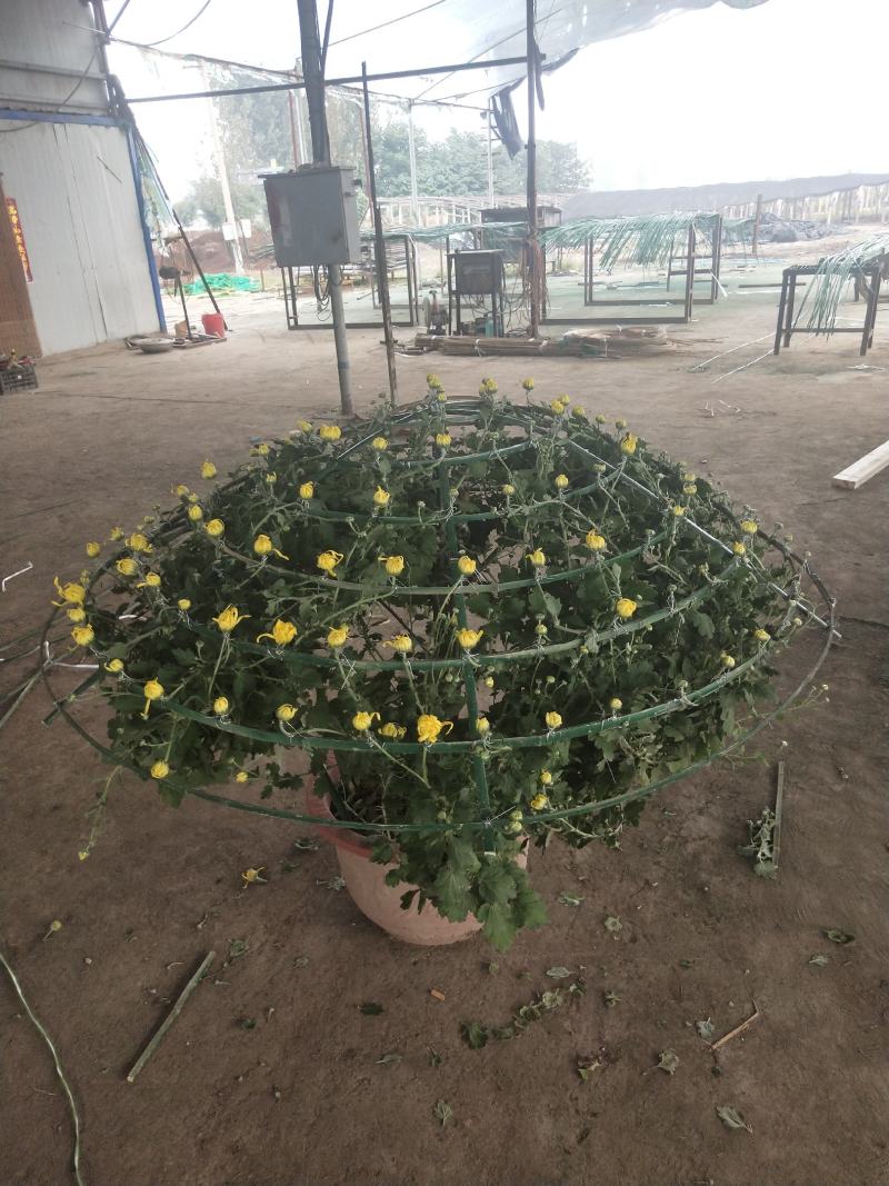 菊花艺菊菊展用花