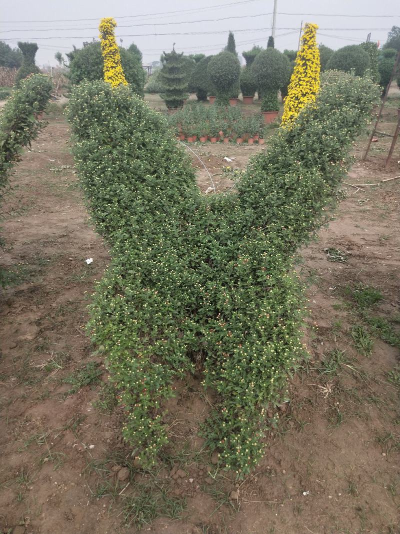 菊花艺菊菊展用花