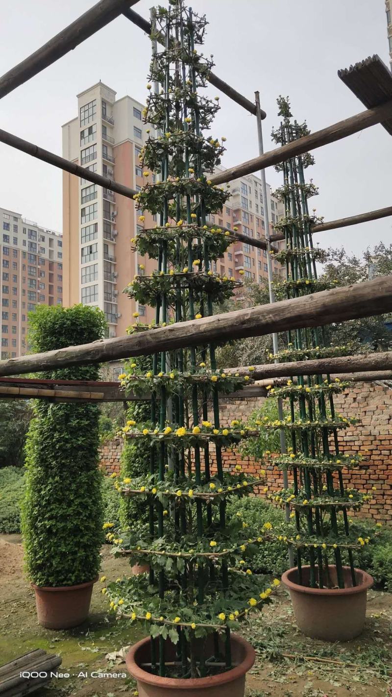 菊花艺菊菊展用花