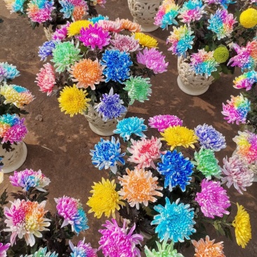 菊花艺菊菊展用花