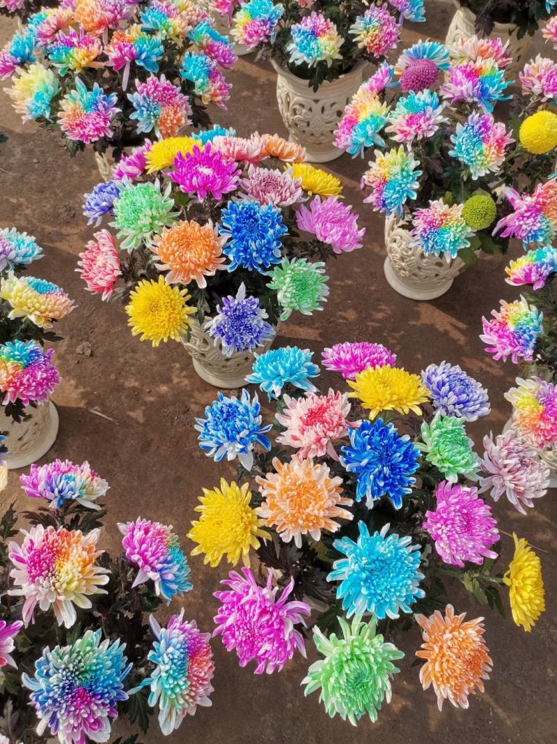 菊花艺菊菊展用花