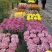 菊花艺菊菊展用花