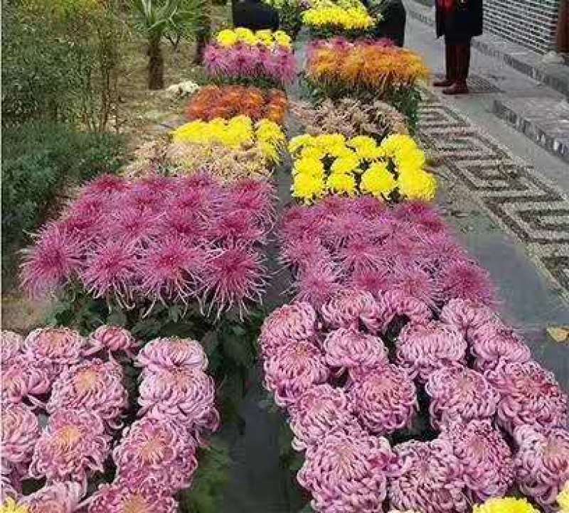 菊花艺菊菊展用花
