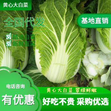 黄心大白菜每天新鲜大量有货诚信经营商超市场