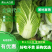 黄心大白菜每天新鲜大量有货诚信经营商超市场