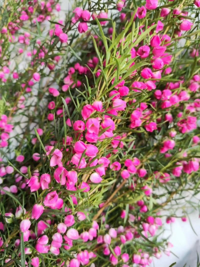 菠萝尼营养袋苗开花粉色可盆栽地栽养棒棒糖