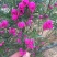 菠萝尼营养袋苗开花粉色可盆栽地栽养棒棒糖