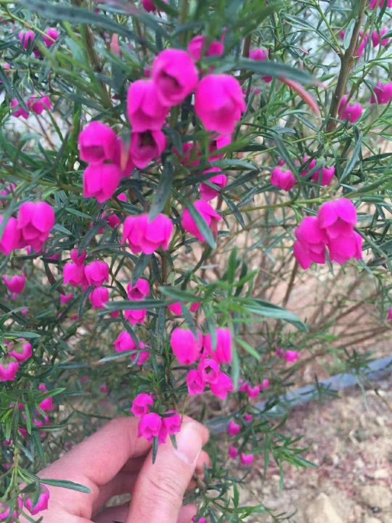 菠萝尼营养袋苗开花粉色可盆栽地栽养棒棒糖