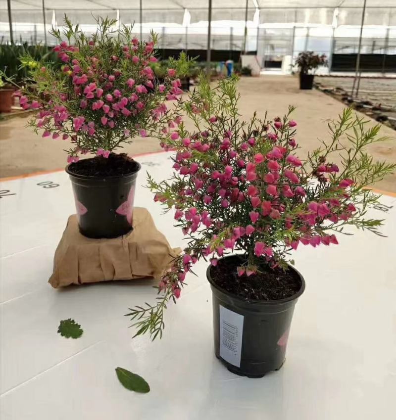 菠萝尼营养袋苗开花粉色可盆栽地栽养棒棒糖
