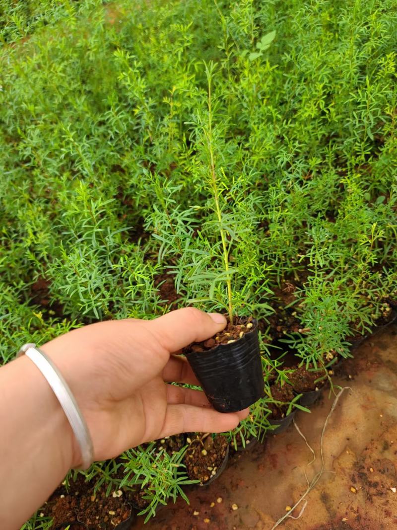 菠萝尼营养袋苗开花粉色可盆栽地栽养棒棒糖