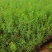 菠萝尼营养袋苗开花粉色可盆栽地栽养棒棒糖