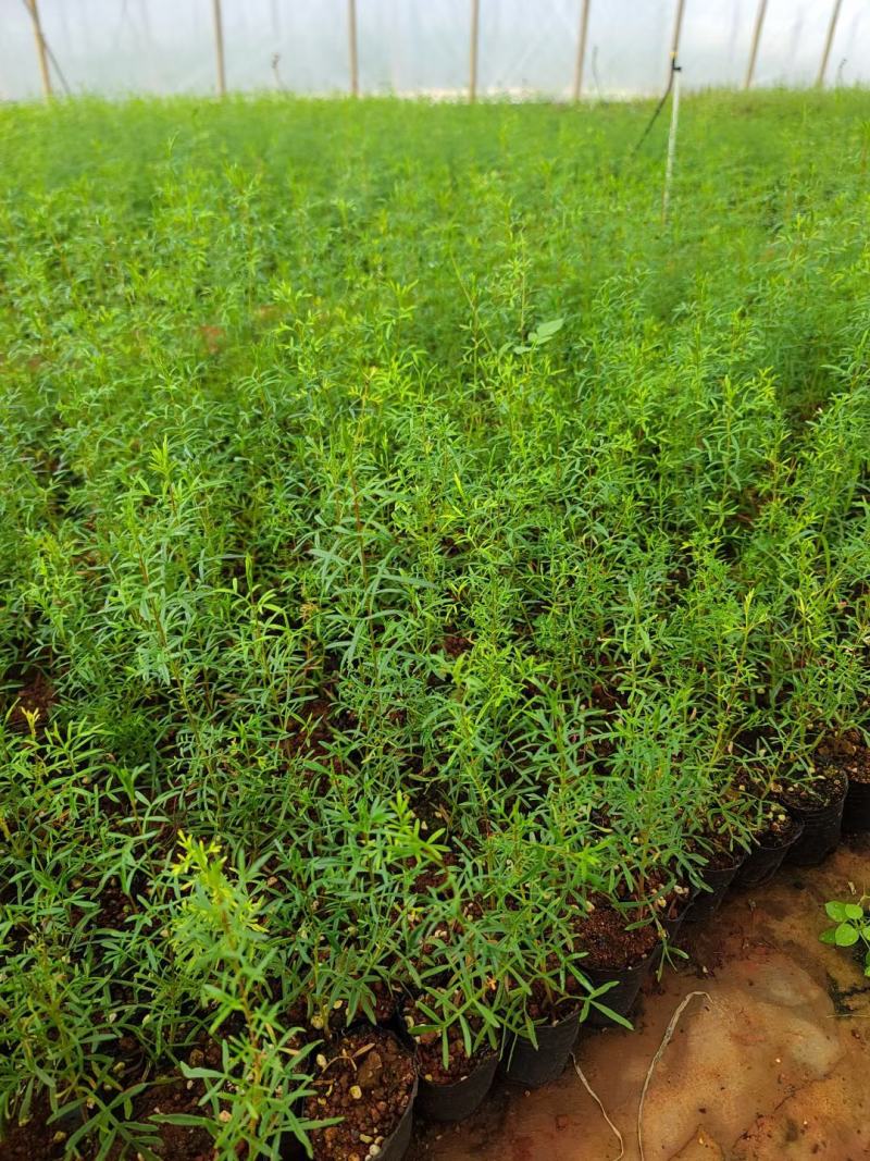 菠萝尼营养袋苗开花粉色可盆栽地栽养棒棒糖