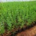 菠萝尼营养袋苗开花粉色可盆栽地栽养棒棒糖