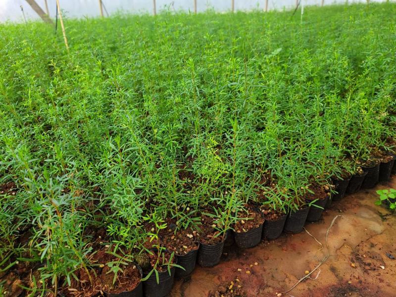 菠萝尼营养袋苗开花粉色可盆栽地栽养棒棒糖