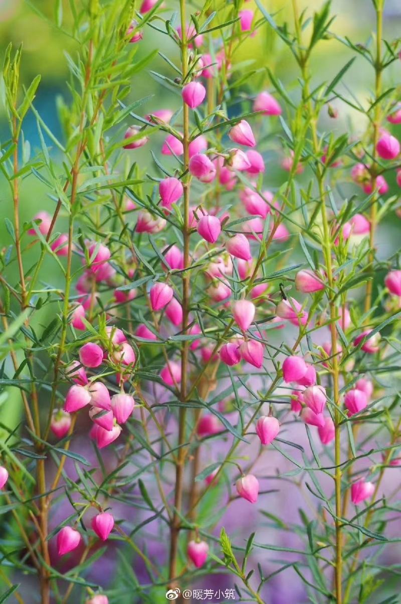 菠萝尼营养袋苗开花粉色可盆栽地栽养棒棒糖