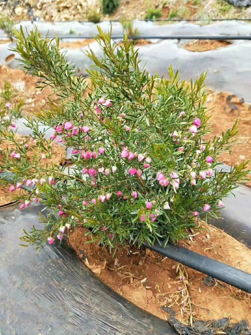 菠萝尼营养袋苗开花粉色可盆栽地栽养棒棒糖
