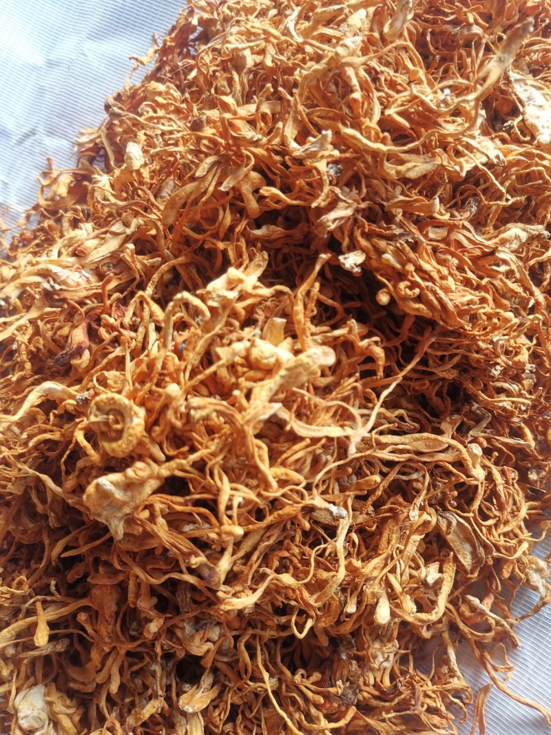 虫草花养生圣品虫草花北北虫草
