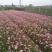 葱兰白花葱兰红花葱兰韭兰