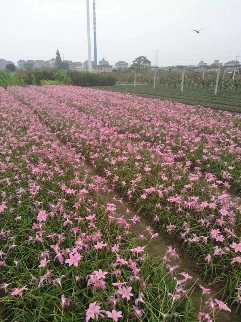 葱兰白花葱兰红花葱兰韭兰