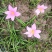 葱兰白花葱兰红花葱兰韭兰