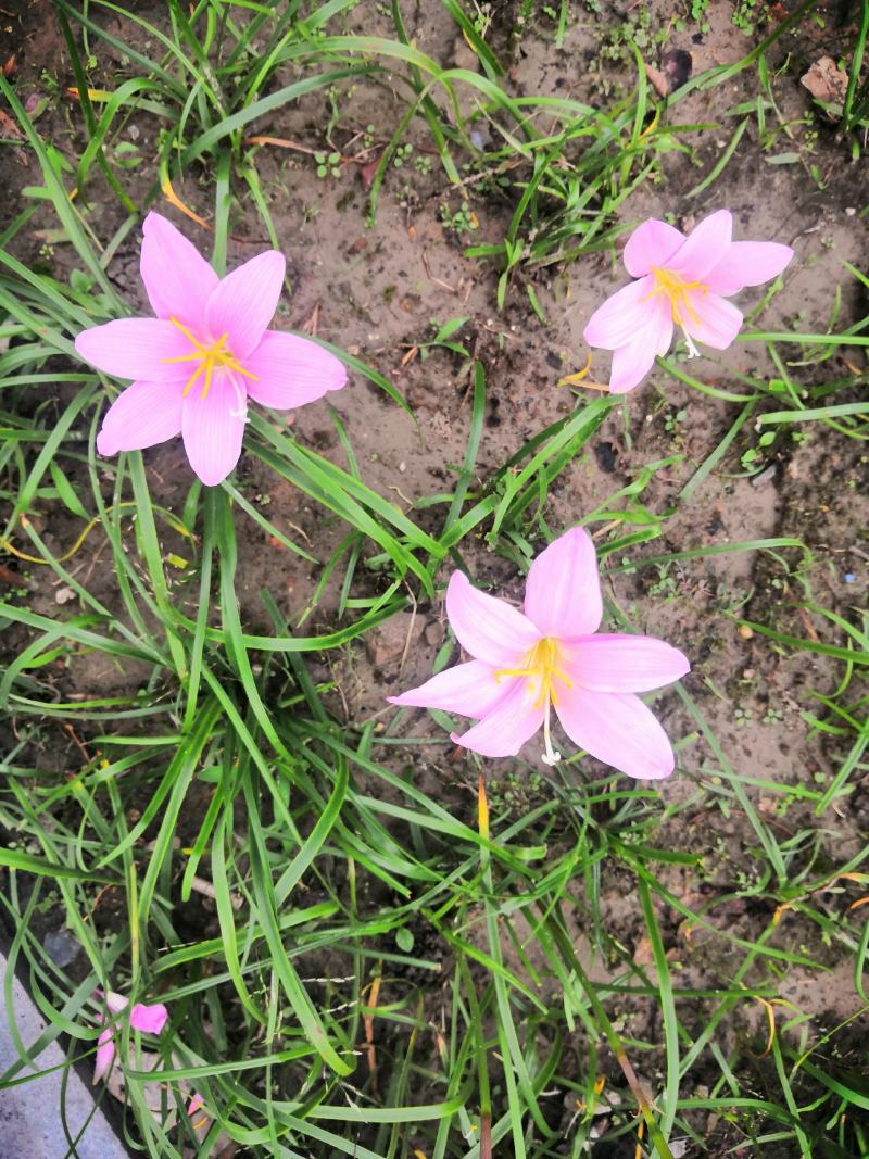 葱兰白花葱兰红花葱兰韭兰